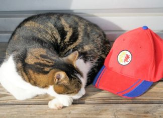 Im Chamer Eizmoos daheim