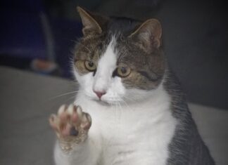 Ein Licht der Hoffnung da – die Sorgen von Lee dort